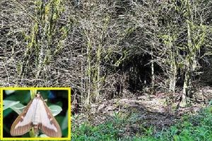 افزایش شدت آلودگی رویشگاههای شمشاد به آفت شب پره در جنگل های مازندران