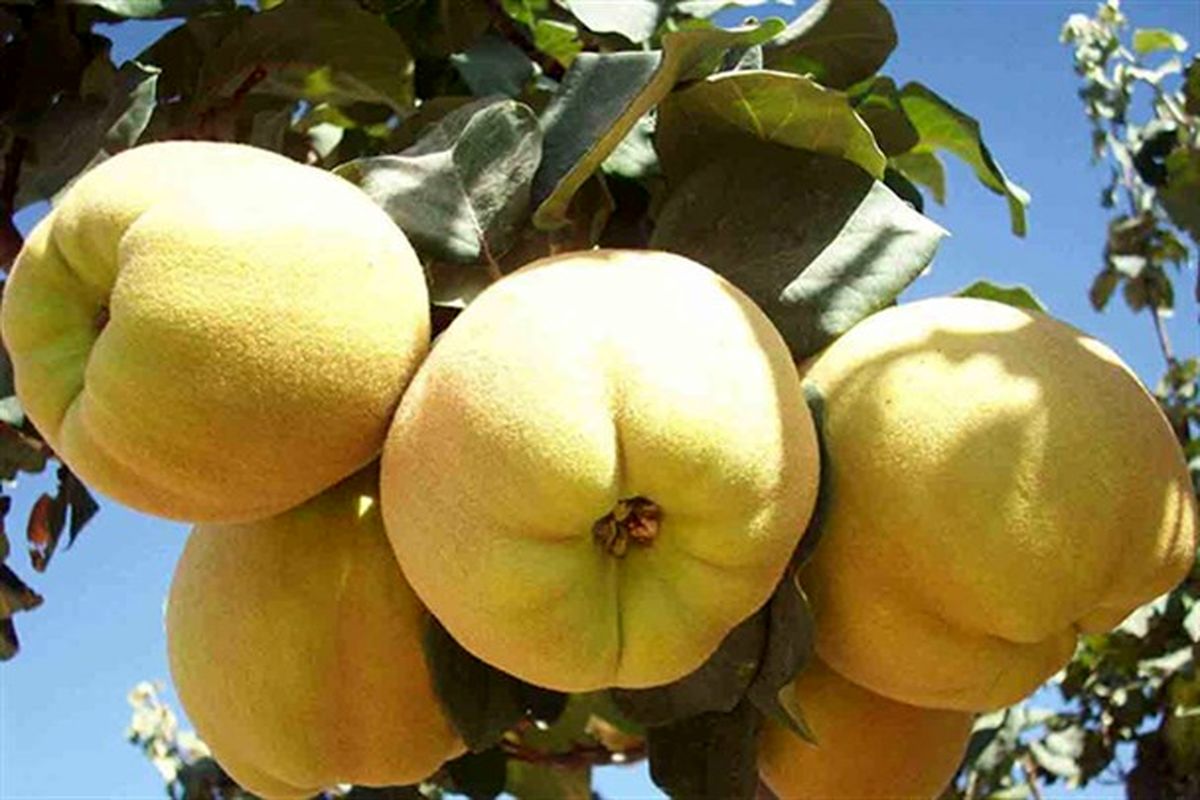 اصفهان- برداشت به