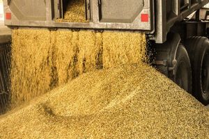 آغاز ثبت‌ سفارش ذرت دامی از فردا 