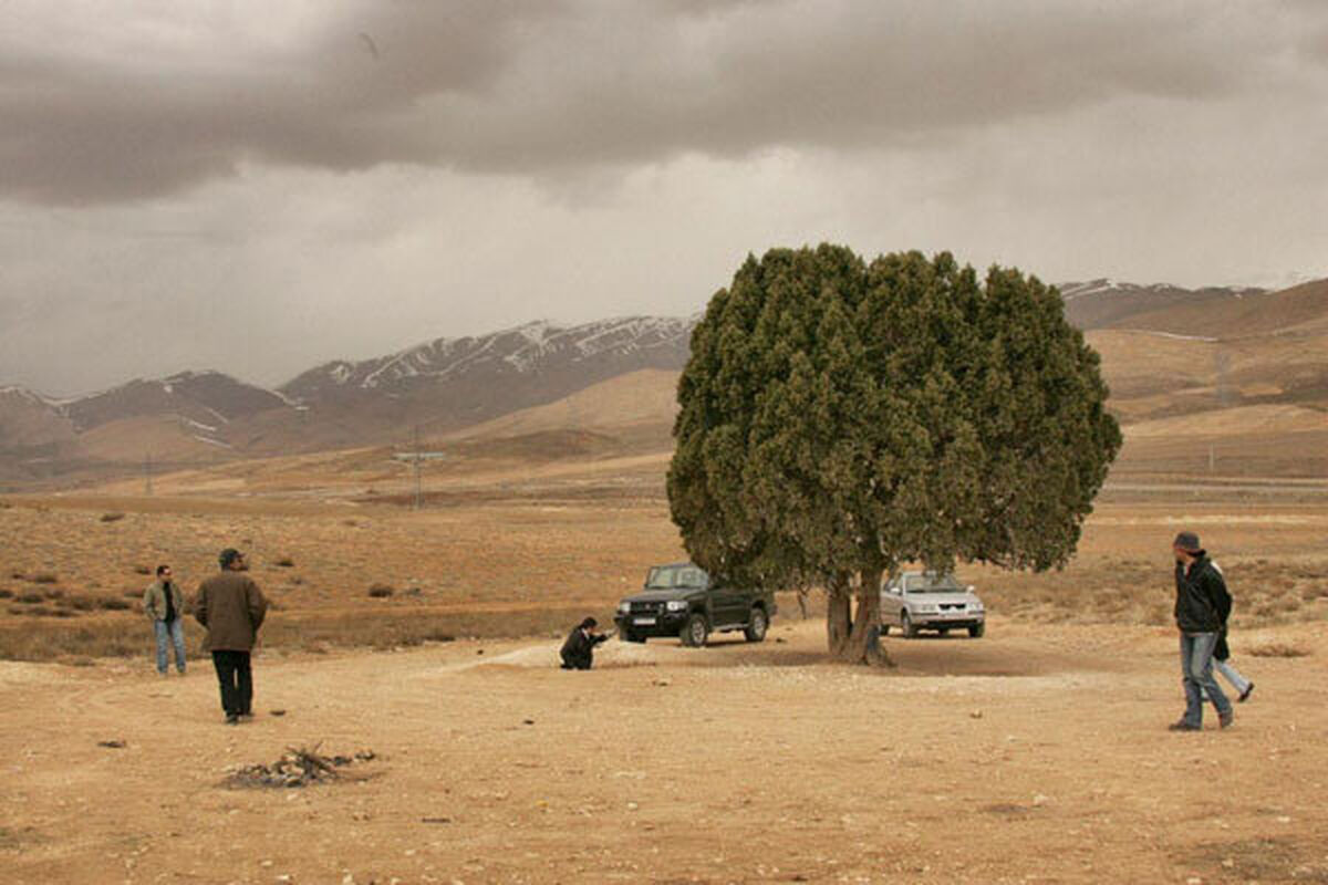 تک درخت عباس کیارستمی