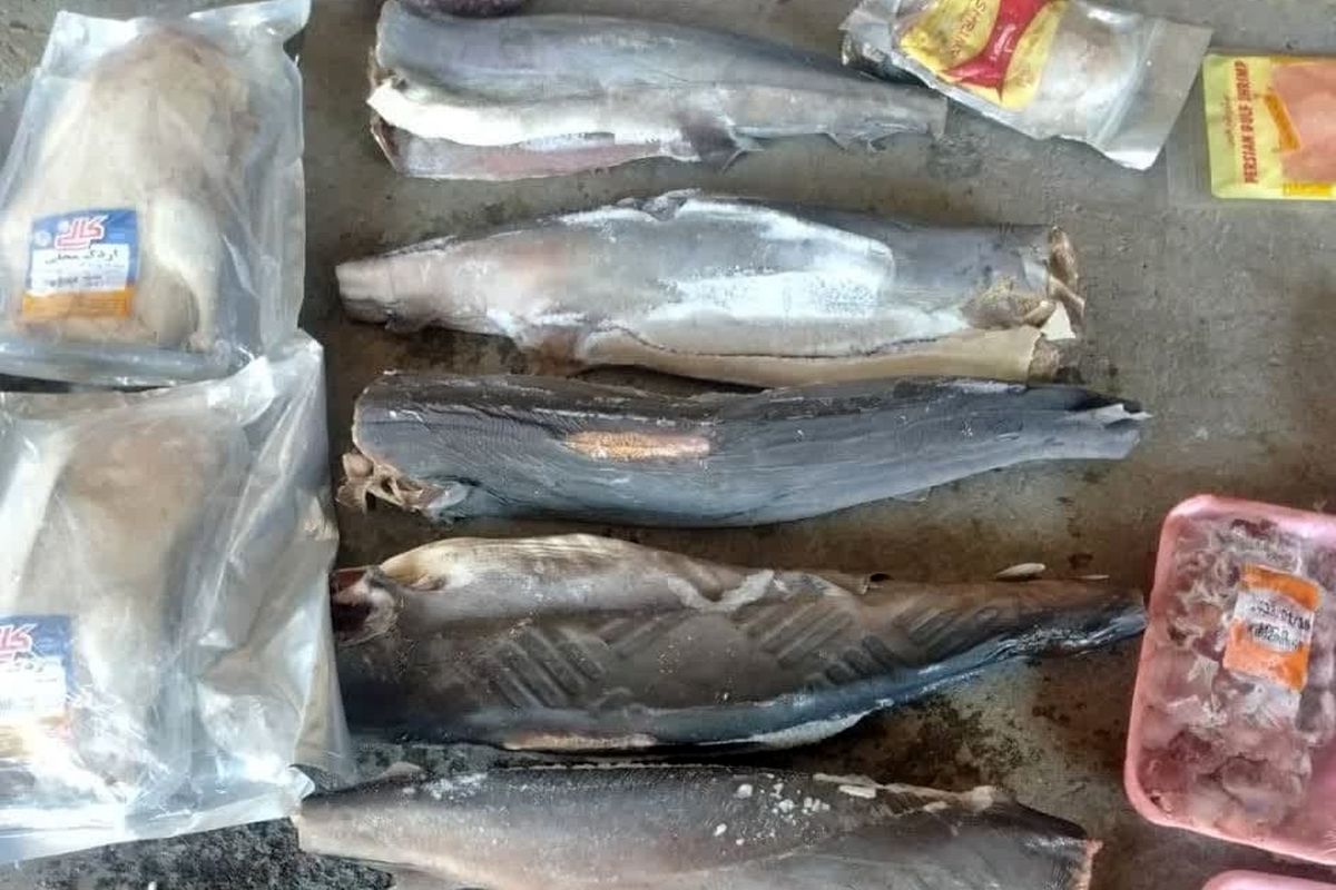 دامپزشکی قزوین