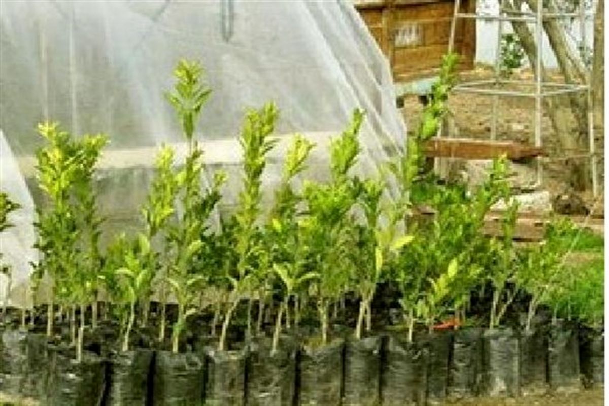 اصفهان- نهال