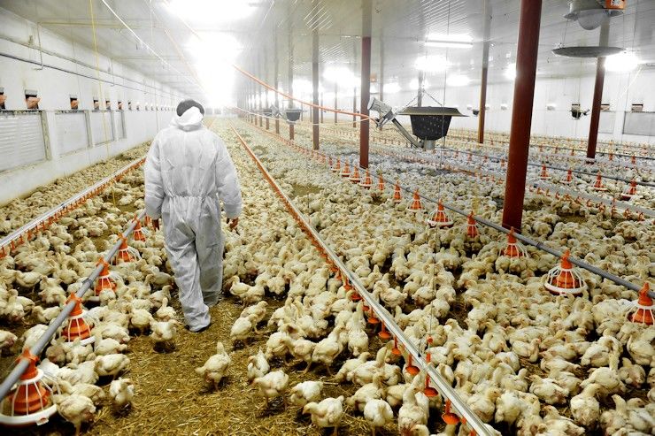 ارز 4200 تومانی به نهاده های مرتبط با تولید تخصیص می یابد