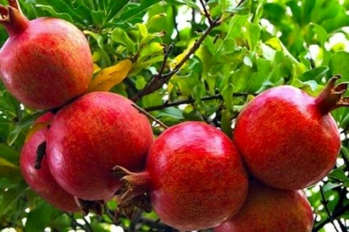شهرستان خدا آفرین