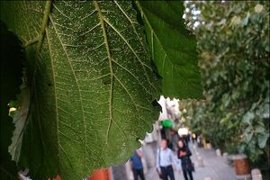 طبیعت مگس سفید را مهار کرده است