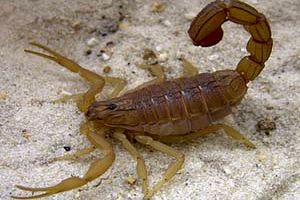 عقرب گزیدگی را جدی بگیرید