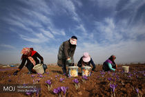 قیمت زعفران یک میلیون افزایش یافت