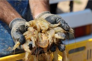 تولید بیش از ۲ هزار و ۵۰۰ تن میگوی پرورشی در خوزستان محقق شد 