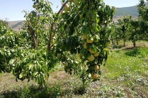 تولید 690 تنی گلابی در نوشهر