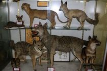 بازدید از موزه تنوع زیستی محیط زیست در اصفهان رایگان است