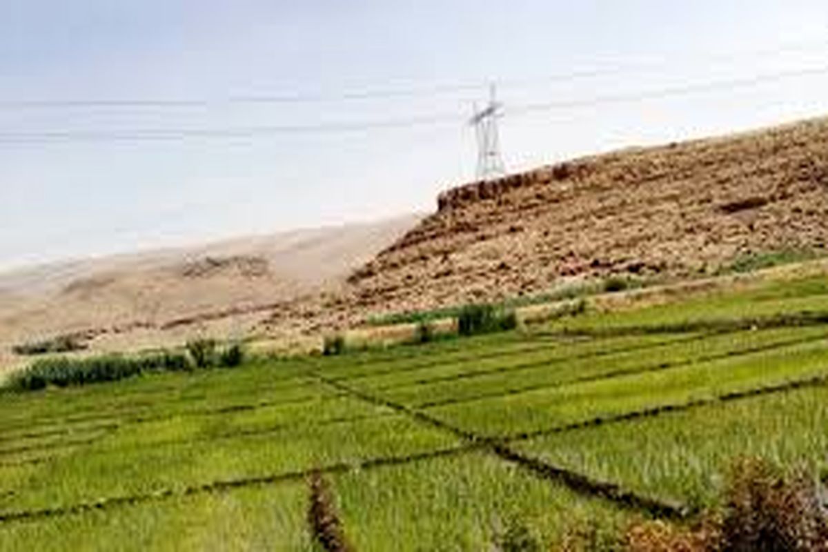  120 هکتار از اراضی شهرستان گیلانغرب امسال زیر کشت برنج است