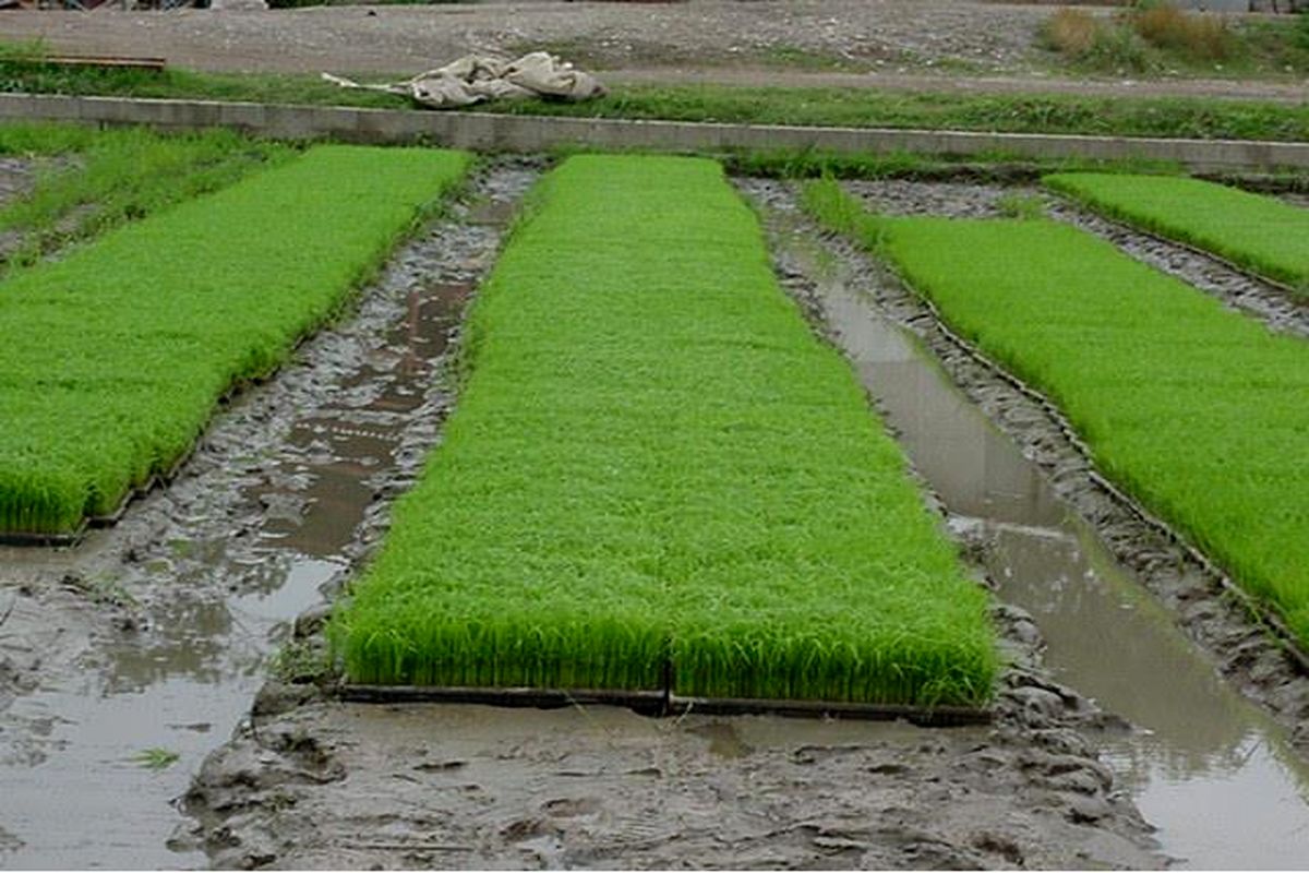 شالیزار آمل