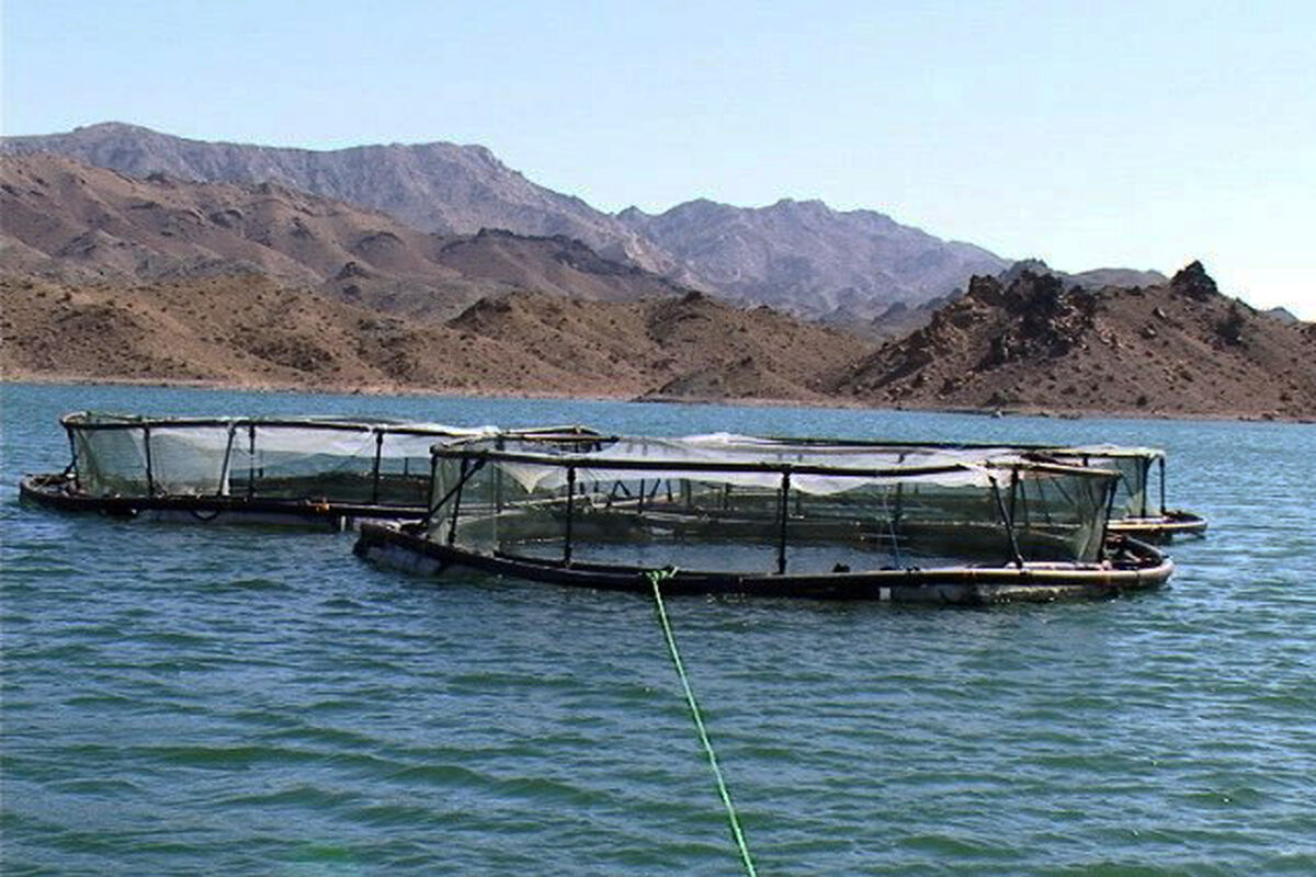 پرورش ماهی در قفس