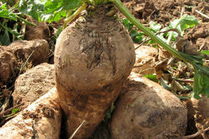 پیش بینی برداشت بیش از 50 هزار تن چغندر قند از مزارع شهرستان فریدن