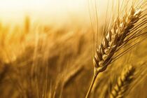 قیمت پیشنهادی 2868 تومانی گندم برای سال زراعی جدید