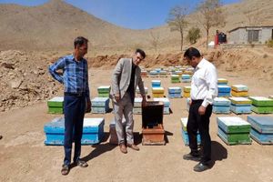 تولید ۵۱۳ تن عسل در شهرکرد