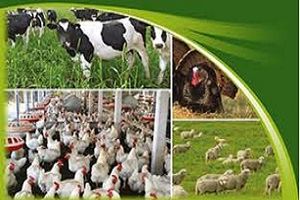 تولید انواع محصولات دامی در سال جاری بیش از 533 هزار تن پیش بینی می شود