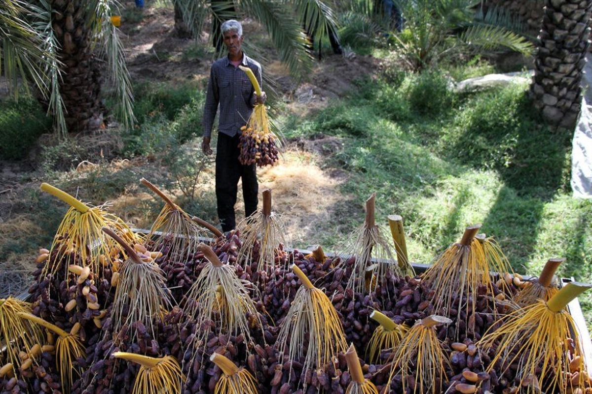 خرمای پیارم