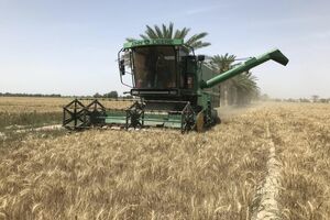 تاکنون ۱۸۰۰ هکتار گندم از مزارع کشاورزی سیستان و بلوچستان برداشت شد