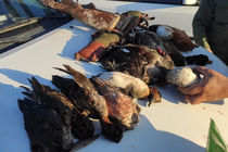 دستگیری شکارچیان غیرمجاز در تالاب مره قم