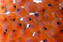 تولید ۱۰۰ میلیون قطعه تخم چشم زده ماهی قزل‌آلا در اصفهان