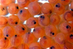 پیش بینی تولید بیش از ۱۰۰ میلیون قطعه تخم چشم زده در استان اصفهان