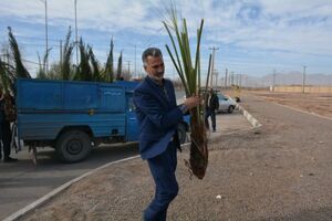 57 اصله نهال نخل خرما و بیش از 50 نهال زیتون در میبد کاشته شد