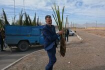 57 اصله نهال نخل خرما و بیش از 50 نهال زیتون در میبد کاشته شد