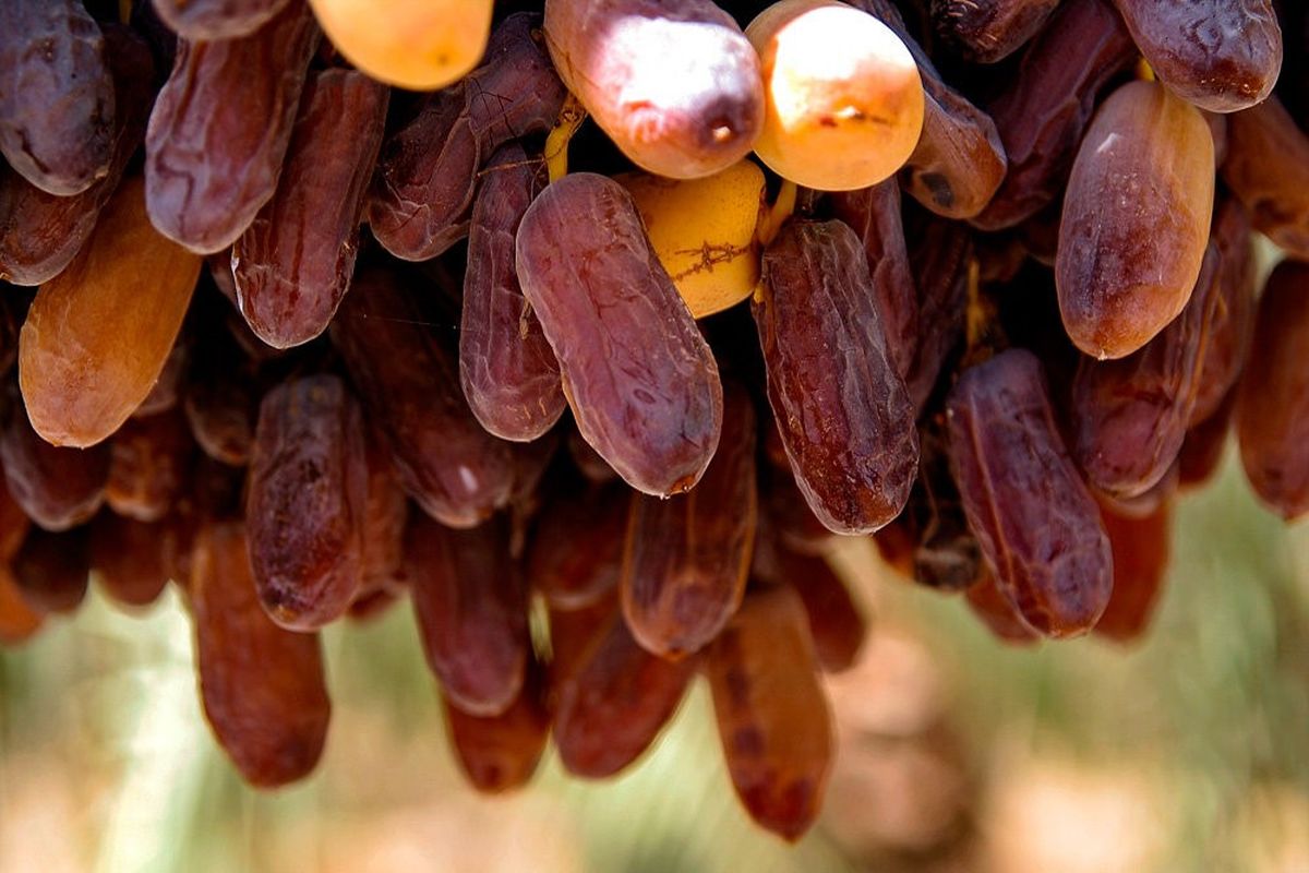 نخلستان‌های هرمزگان