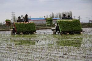 135 هزار هکتار شالیزار مازندران مکانیزه کشت شد