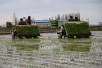 کشت مکانیزه برنج در اراضی شالیزاری گلوگاه آغاز شد