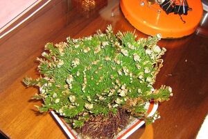 دستگاهی که صدای گیاه را به گوش می رساند
