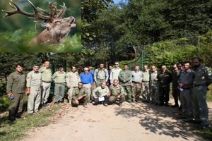 پایان سرشماری مرال در زیستگاه‌های شهرستان سیاهکل