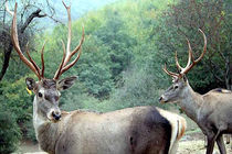 زندگی 400 راس مرال در جنگل های مازندران