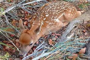 وضعیت مطلوب گوزن‌های زرد ایرانی در سایت فندقلوی نمین / تولد نخستین نوزاد گوزن در سال جاری