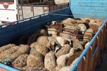 دستگیری یک سارق احشام در فلاورجان / اعتراف به 24 فقره سرقت دام