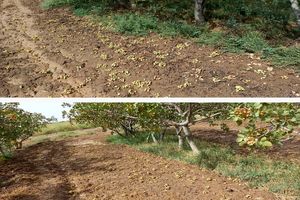 ۳۲۰ میلیارد ریال خسارت به بخش کشاورزی قم در پی وضعیت جوی اخیر