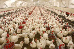 خودخوری مرغ ها بعد از معدوم سازی جوجه ها حاشیه ساز شد!
