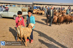 بازار عرضه بهداشتی دام در اردبیل