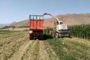 اختصاص ۲ هزار هکتار از اراضی به کشت ذرت