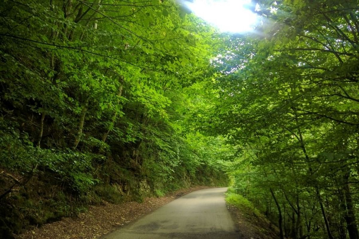 جنگل سراوان