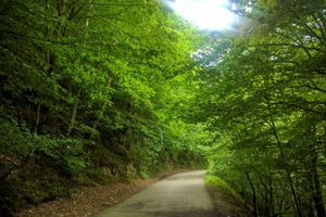 2هزار هکتار جنگل کاری در استان همدان/غنی سازی 700 هکتار از جنگل های استان همدان 