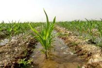 پایان کشت ذرت دانه‌ای در هرمزگان