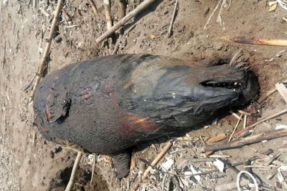 لاشه فوک خزری