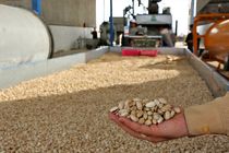  صادرات پسته افزایش ۲۱۳ درصدی را تجربه کرد