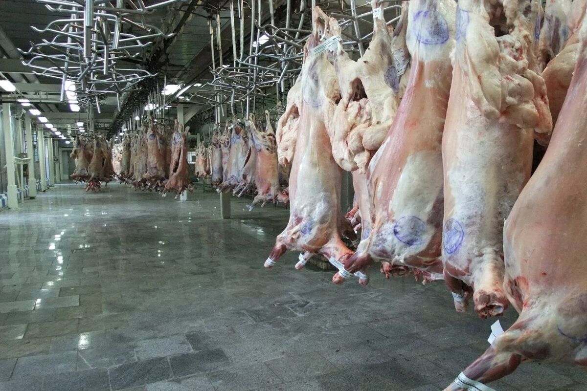 کشتارگاه صنعتی تربت حیدریه