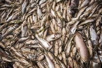 3 تن ماهی فاسد در آستارا کشف شد