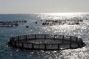 اشتغال دو هزار نفر در طرح پرورش میگوی بندر چارک