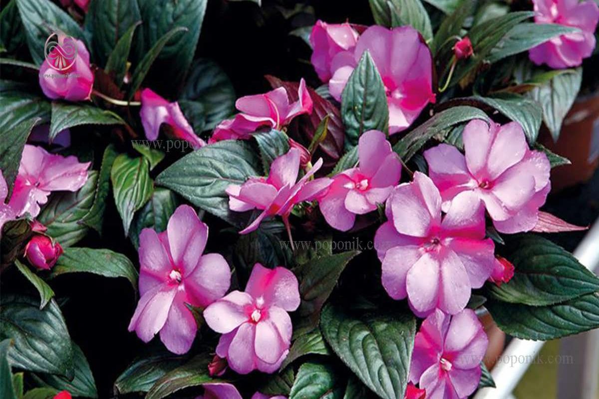 گیاهان زینتی