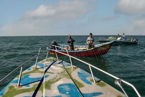 ارزش اقتصادی صید ماهیان استخوانی در مازندران به ۵۵۰ میلیارد تومان رسید